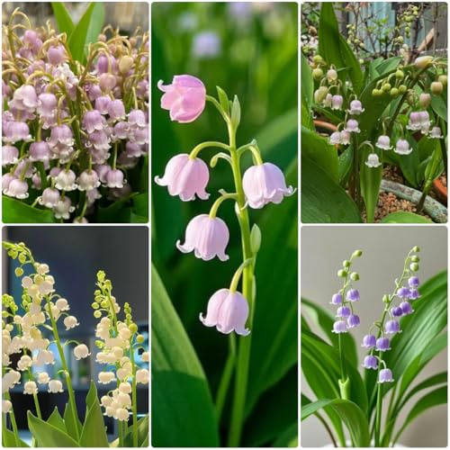 bulbos de lirio de los valles - perenne resistente cubre el suelo primavera jardín rocas 15pcs