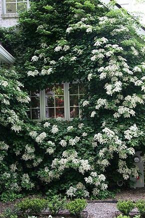 Aamish 50pcs graines de fleurs d'hortensia grimpantes