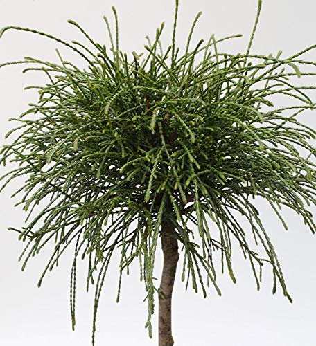 Hochstamm Faden Lebensbaum Whipcord 100-125cm - Thuja plicata - lebende Gartenpflanze aus den Baumschulen