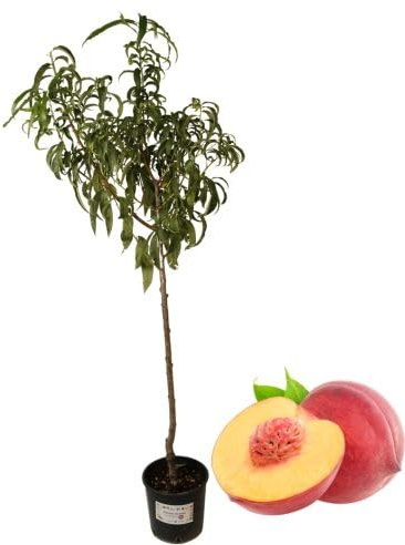P. Piantine da Orto | Pesco Giallo Tardivo, Pianta in Vaso Diametro 22 cm, Pronta per il Trapianto, Pianta Vera, Frutta da Mangiare, Vivaio Italiano