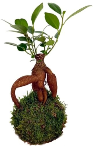 Planta natural mini Kokedama de Ficus Ginseng, 25 cm. Bola de musgo. Tronco retorcido y follaje denso, ideal para decorar espacios. Segura Garden.
