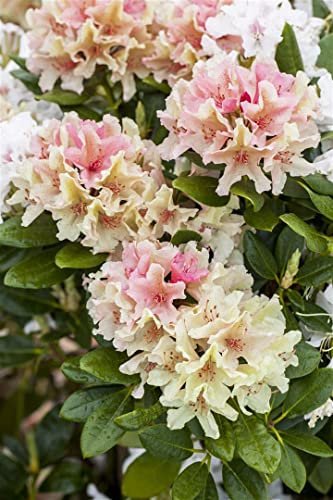 Rhododendron yakushimanum 'Percy Wiseman' 30-40 cm – Winterhart, Immergrün, Mehrjährig – Rhododendron – Zierstrauch für Garten & Kübel