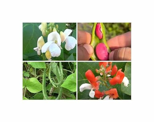75 g Feuerbohnen Mischung Garten Pflanzen - Samen F-S572 - Seeds & Plants Shop by Ipsa