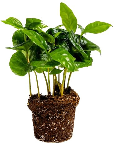 Planta del Café Planta Natural de Poco Riego - Coffea Arabica