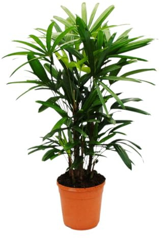 Steckenpalme Rhapis excelsa Bambuspalme 21cm Topf 80-100cm hoch