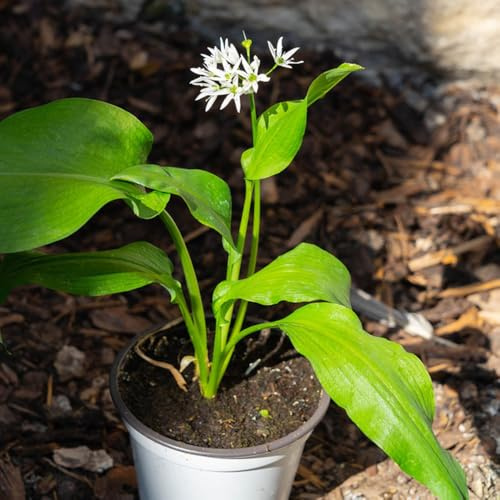 semillas de ajo silvestre orgánicas - semillas de silvestres exóticas jardín perennes resistentes rocas para jardín 500pcs