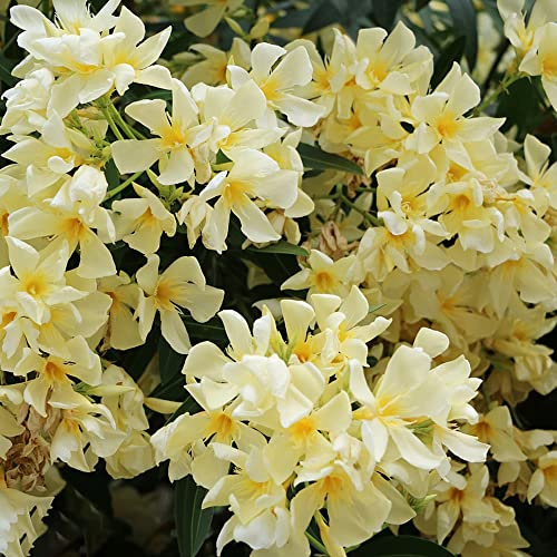 oleander schmetterlingsflieder frühlingsblumen kletterpflanze herbstpflanzen winterhart blühend topfpflanzen echt bonsai topf dachbegrünung blumenbeet balkon biosaatgut wildblumen 30samen