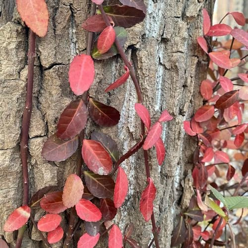 semi resistenti di Euonymus, decorazione del giardino esterno rare esotiche da balcone 200pcs