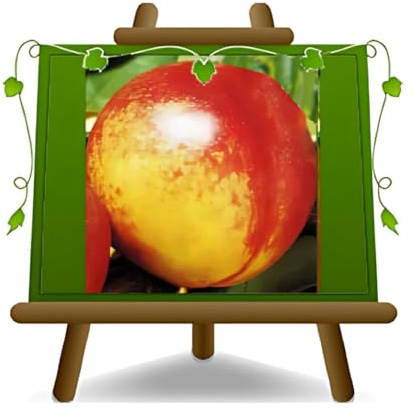 Nectarinas de carne amarilla Fairlane - Planta frutal vieja puerta injerto en maceta 26 - árbol máximo 200 cm - 4 años
