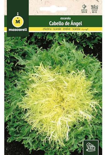 Mascarell Semillas, ESCAROLA, Semillas Huerto, ESCAROLA RIZADA CABELLO DE ÁNGEL, Crea tu Propio Huerto Urbano y Cultivo en Casa, Plantas Hortícolas, 8 Gramos