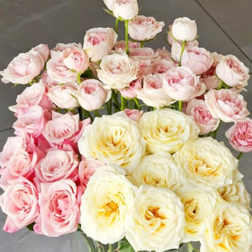 Rosen pflanzen winterhart,Duftende Rosen –Geeignet für den Garten im Freien-F-4 zwiebeln