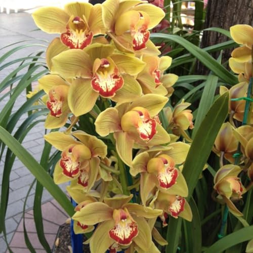 Sfuso Rizoma Di Cymbidium Orchidea, Resistenti Al Freddo E Alla Siccità, Facile Da Coltivare, Perfetta Idea Regalo-3 rizoma-J