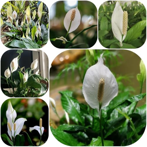 Semi di Spatifillo - d'appartamento facili curare Giglio pace, prodotti sostenibili serre balcone interno ufficio decorative sempreverde, resistente al freddo 300pcs