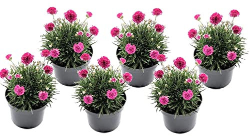 Plant in a Box - Armeria maritima 'Rose profonde' - Set de 6 - Plante exterieur naturelle beaucoup de fleurs rose - Pot 12cm - Hauteur 20-30cm