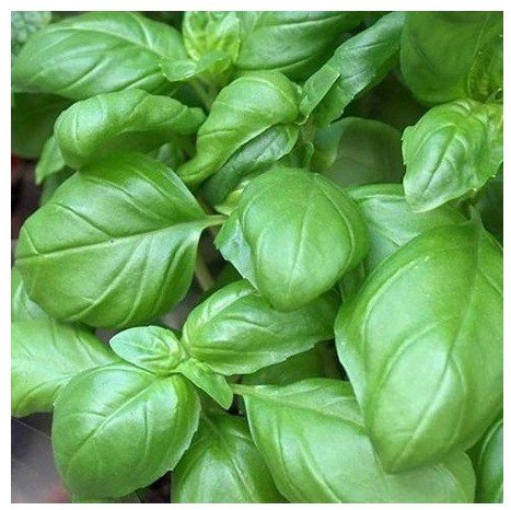 Basilic grand vert 100 graines