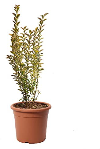 KENTIS - Ligustrum Japonicum Ovalifolium Aurea - Liguster - Echte Winterharte Pflanzen für Garten - Heckenpflanze - Hoch 60/80 cm Topf Ø 18 cm