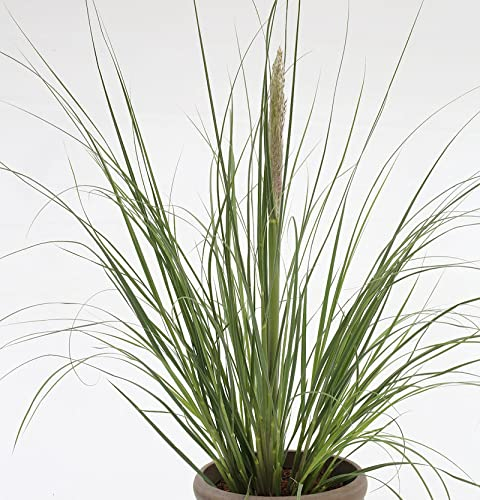 Pampasgras Evita® - XXXL Topf - Cortaderia selloana - lebende Gartenpflanze aus den Baumschulen