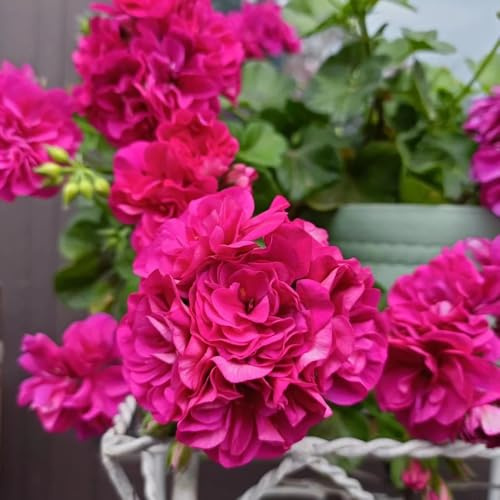 stehende geranien, pelargonium frühlingsblume, winterhart draußen blumenwiese, schattenpflanzen hochbeet winterharte 400samen