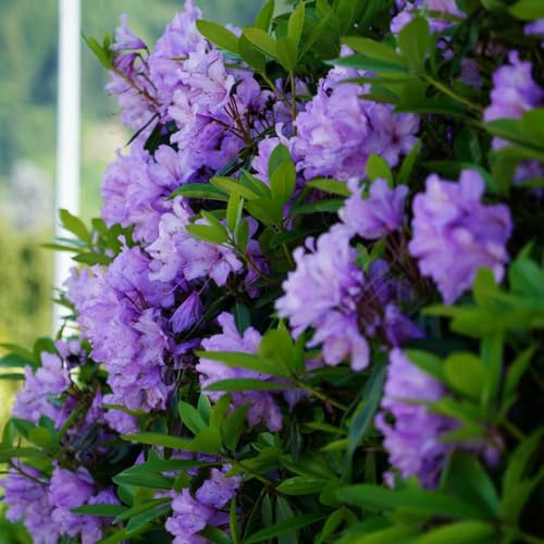 semillas azalea - resistentes verdes de mariposas de balcón azalea, 25pcs