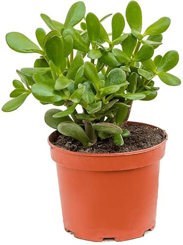 MONEY PLANT - MONEY TREE PLANT - Jade Plant | Crassula Ovata | Jade Bonsai | Live Jade Plant Succulent | Hobbit Jade Plant | Lucky Jade Plant | Jade Bonsai Tree Plant in 12cm pot