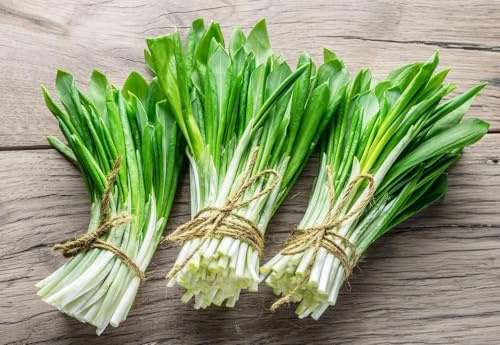 NIKA SEEDS - Seeds Herb Ramsons (Wild Garlic) - 50 Seeds