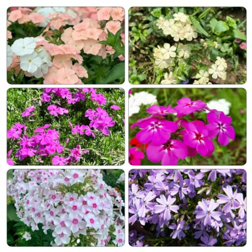 Phlox de alfombra - flox subulata balcón de exóticas Balcón 350semillas