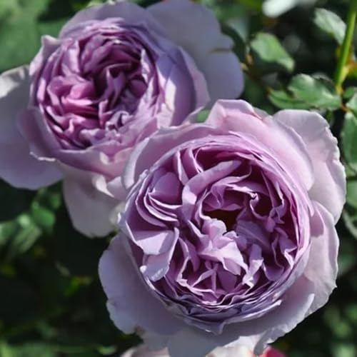 semillas de rosal, rosal trepador raras, decoración de sala de estar, decorativas, cortadas jardín, resistentes 15pcs