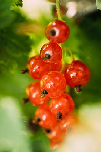 Pianta di Ribes Albero di Ribes Età 2 anni Pianta da frutto di Ribes in vaso Pianta vera di Ribes venduta da eGarden.store (Rosso)