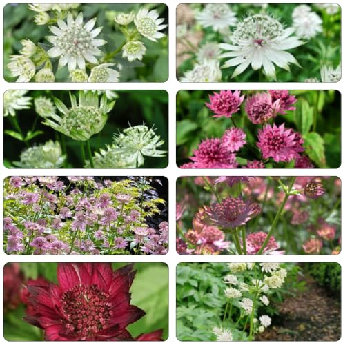 Sterndolde - kräutersamen blumensamen mehrjährig winterhart blumengarten gartenkräuter balkonpflanzen winterhart mehrjährig exotische zimmerpflanzen gartendeko für draußen blumendeko 350samen
