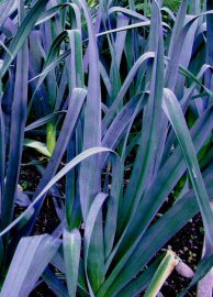 UNUSUALPURPLE Leaf Rare Heirloom Heritage Northern Lights Leek 100 Seeds. Certified French Organic Grower