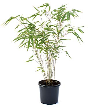 Bambus Fargesia rufa winterhart, horstig und schnell-wachsend, ideal als Sichtschutz 40-60 cm hoch