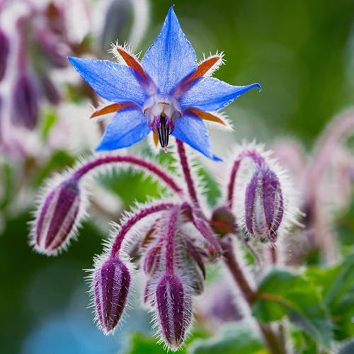 PREMIER SEEDS DIRECT - HERB Seeds - Borage - 500 Finest Seeds