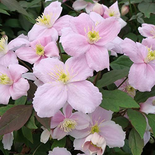 Clematis Montana 'Mayleen' Plant Old Man's Beard Hardy Perennial Climber Fragrant Pink Blooms Fast Growing Easy to Grow Your Own Garden Flowers 2X 7cm Potted Plant By Thompson & Morgan