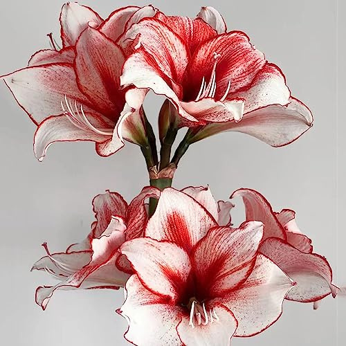 1 pz bulbo di amarilli - fioriscono le piante della decorazione della parete del giardino dell'interno,Hippeastrum rutilum, giardinaggio addobbi floreali piante da giardino bonzai