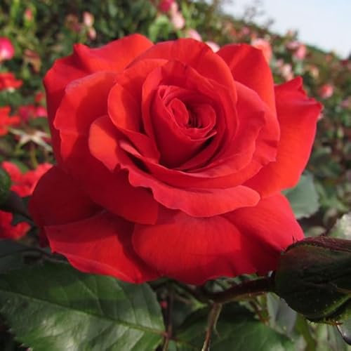 Best Dad - 5.5lt Potted Hybrid Tea Garden Rose Bush - Exclusive Introduction, Repeat Flushes of Large Swirled Bright Red Blooms, Very Healthy, Great Dad Gift Idea!