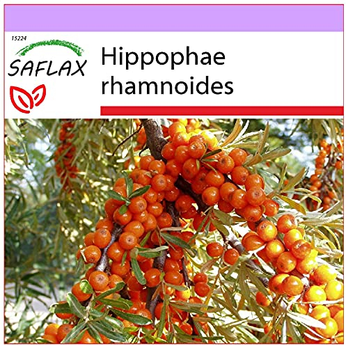 SAFLAX - Espino amarillo - 40 semillas - Hippophae rhamnoides
