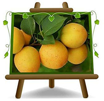 EURO PLANTS VIVAI Albicocco Ninfa pianta da frutto autofertile su vaso da 26 cm Altezza 160-180 cm - 4 anni