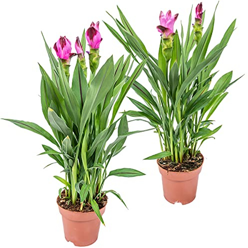 Bloomique - Curcuma Siam - Siamesische Tulpe - Blühende Zimmerpflanzen - Luftreinigend - Höhe 50-60 cm - Topf 14 cm