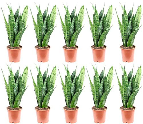 Lot de 10 chanvre arqué, véritable plante d'intérieur, Sansevieria trifasciata, corail noir, hauteur : env. 35 cm, diamètre du pot : 12 cm