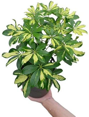 DECOALIVE Schefflera Arboricola Gerda Hojas Variegata Planta Interior