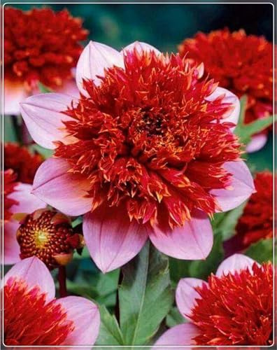 Blumenzwiebel Mix, Mysteriöse magische Glühbirne,2025 Winterhart pflanzen, Winterhart zwiebeln, Fall or Spring Planting -2 dahlien knollen-G