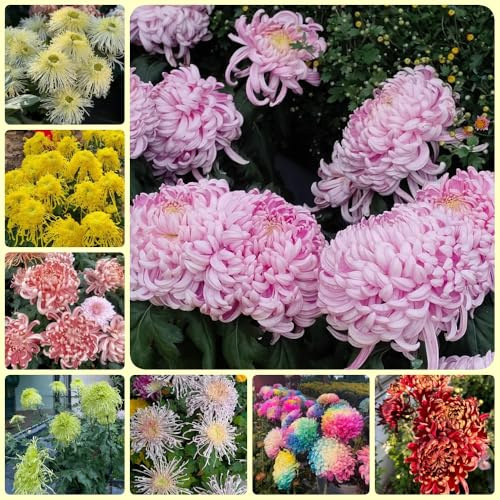 Semi di crisantemo, da balcone resistenti perenni regali da giardino per le donne regali sostenibili semi di come 200pcs