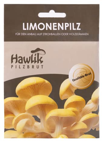Hawlik Pilzbrut - das Original - Limonenpilz als Dübel-Brut zum selber züchten - kinderleicht frische Pilze ernten - 20 Pilzdübel für die Zucht auf Holz und Stroh