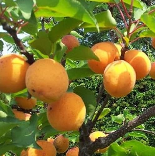 Albero Albicocco - Età 3 anni