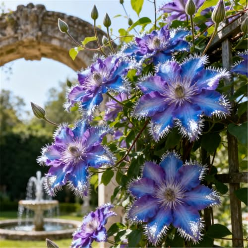 Rizomas de clemátide/clemátide trepadora/vallas de jardín/puertas de hierro/puertas comunes, decoraciones de cercas/floración-8 ROOTS-B