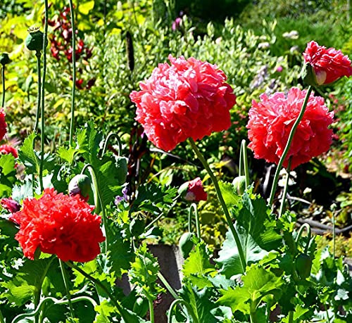 Roter Mohn - 100 Samen