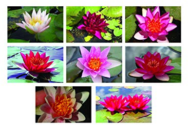 Lincolnshire Pond Plants Ltd 1x Pot Luck Dwarf/Pygmaea Water Lily - Loose Root - Marginal Pond Plants - Fish or Wildlife Pond and bog Aquatic Plants