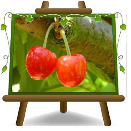 EURO PLANTS VIVAI Cerisier acide Visciola de Pagno plante fruitière ancienne sur un pot de 20 cm hauteur 170 cm - Âge 2 ans
