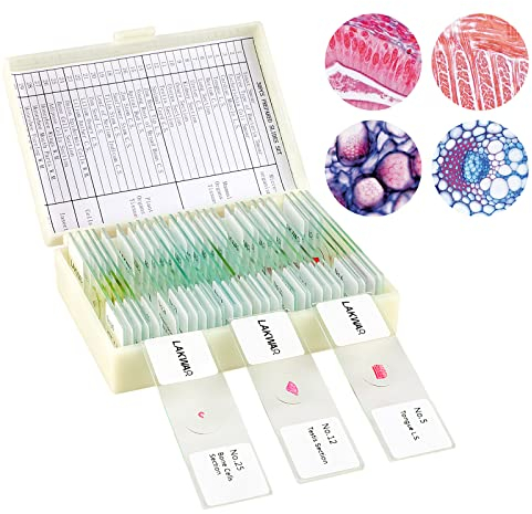 30 Mikroskop Objektträger mit Biologischen Proben, Insekten Pflanzen Menschliche Zelle für Labor Biologie und Wissenschaft Studium, Mikroskop Zubehör, Dauerpräparate für Mikroskop