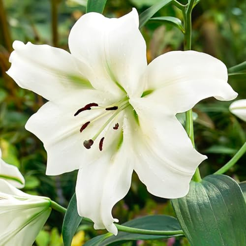 Bulbi di Lilium ORIENTAL-TRUMPET (GIGLI GIGANTI) | Bulbi provenienti dai migliori produttori Olandesi | Esclusiva selezione e controllo qualità | Fioritura garantita. (3 Lilium Trumpet PRETTY WOMAN)